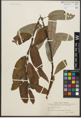 Foto von Salix sitchensis Sanson ex Bong.